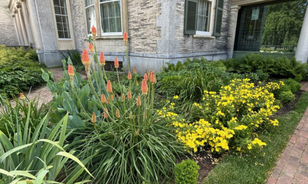 How to Grow and Care for Red Hot Poker (<em>Kniphofia uvaria</em>)