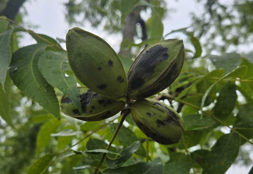 Pecan anthracnose lesions appear dark and sunken and may cover large portions of the nut.