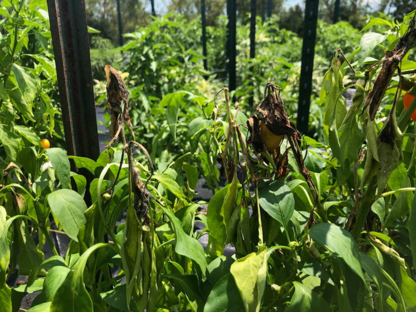 Peppers-succumbing-to-disease