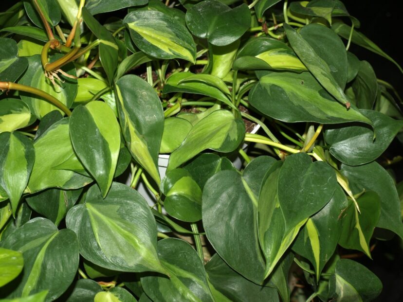 Philodendrons (Philodendron species) are popular houseplants but contain calcium oxalate crystals that will cause oral irritation.