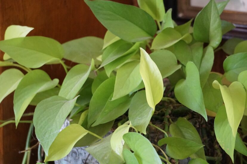 Pothos (Epipremnum species) has around 15 species, all containing calcium oxalate crystals.
