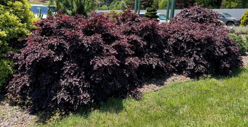 Shrub border of loropetalum with reddish purple leaves.