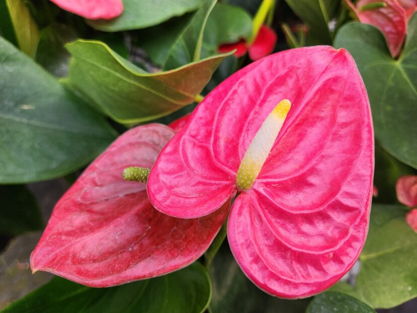 Similar to dracaenas, flamingo flower (Anthurium species) has the same toxic symptoms as corn and snake plants.