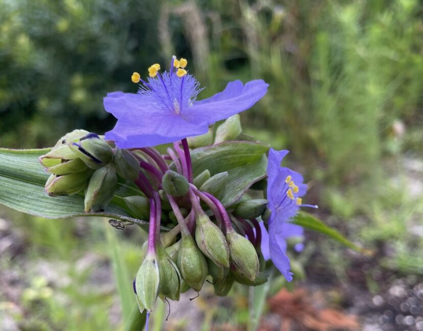 Smooth spiderwort with flowers and buds.