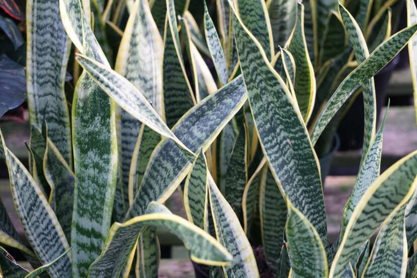 Snake plants (Dracaena trifasciata) are also in the Dracaena genus and have the same toxic reactions as corn plants.