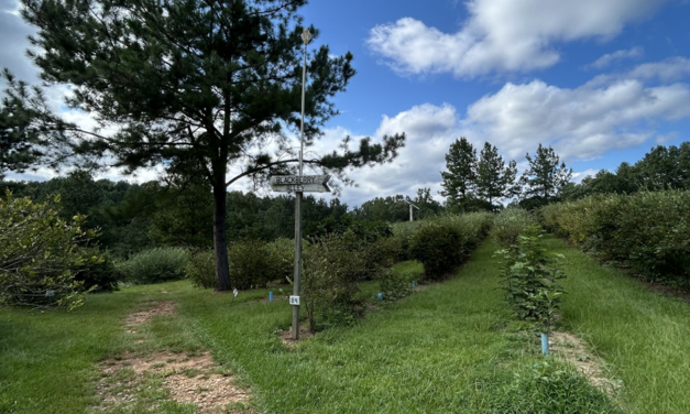 Grower Spotlight – The Happy Berry