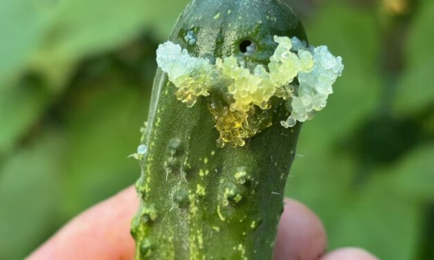 Question of the Week – Pickleworm