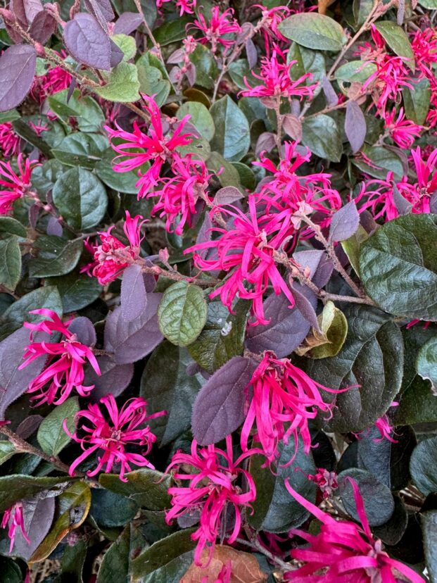 The pink flowers of Kurenai loropetalum (USPP 27,750 Jazz Hands® Dwarf Pink) nearly hide the purple leaves in the spring.