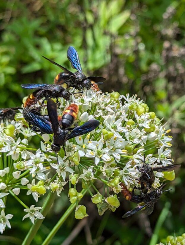 Two-Spotted Scoliid Wasps