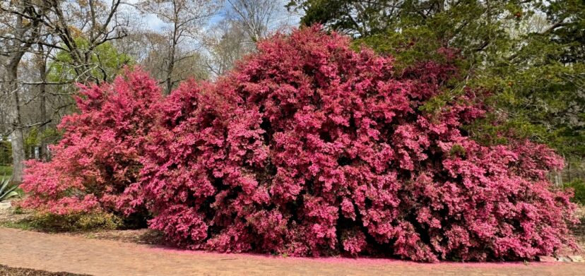 gold dust croton plant care Codiaeum Gold Dust Croton Shrub in 10 in. (3 Gal.) Grower Pot
