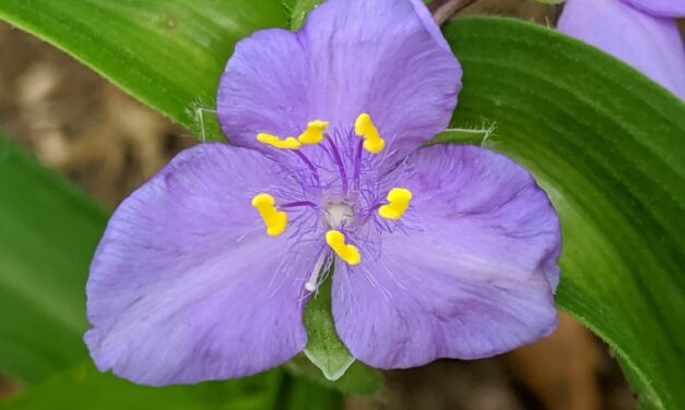 Native Plant Spotlight: Spiderworts
