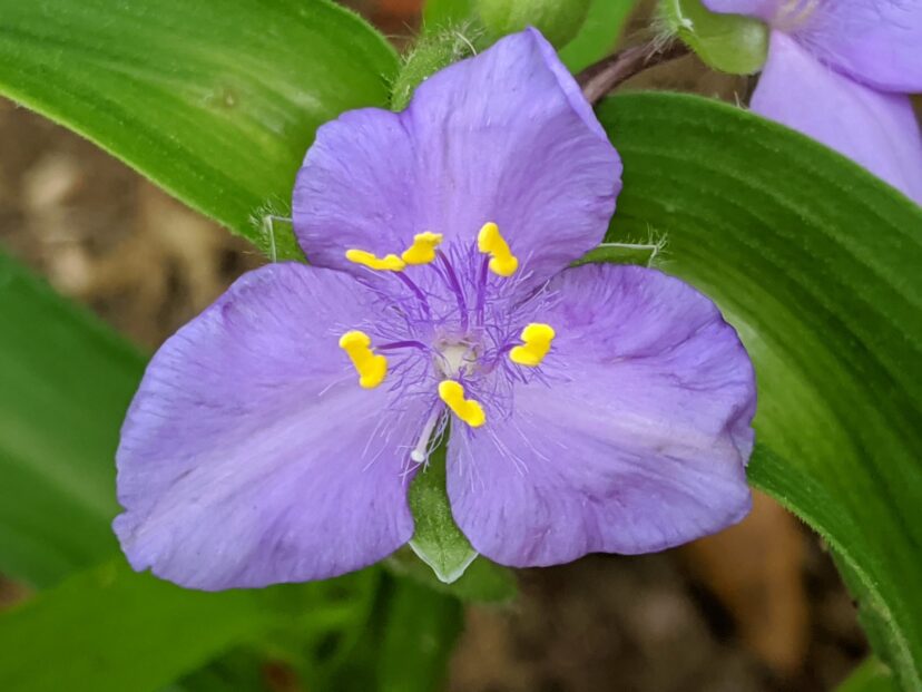 Native Plant Spotlight: Spiderworts | Home & Garden Information Center