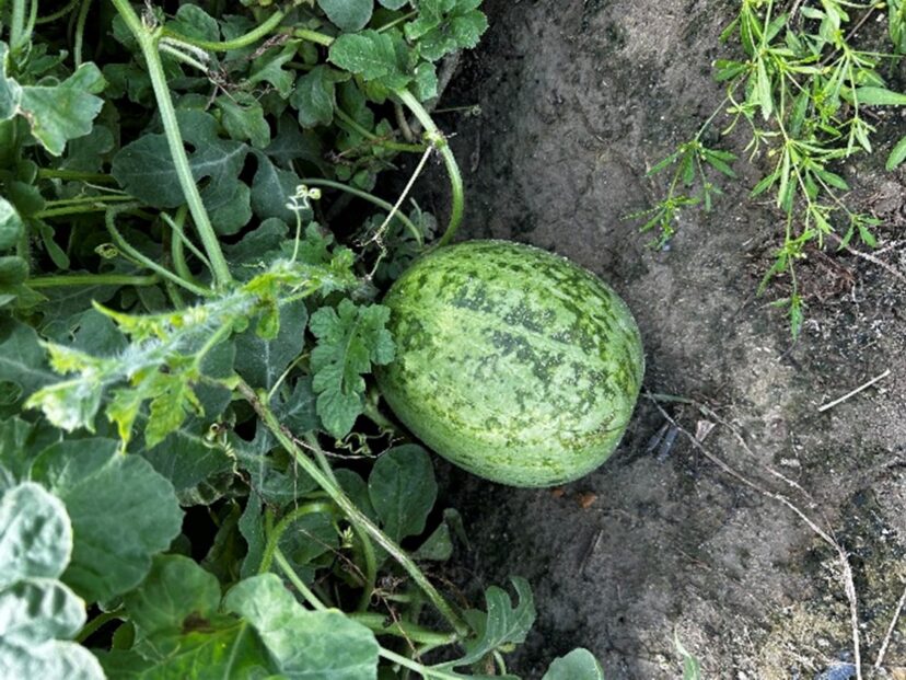 Watermelon exhibiting symptoms of a virus.