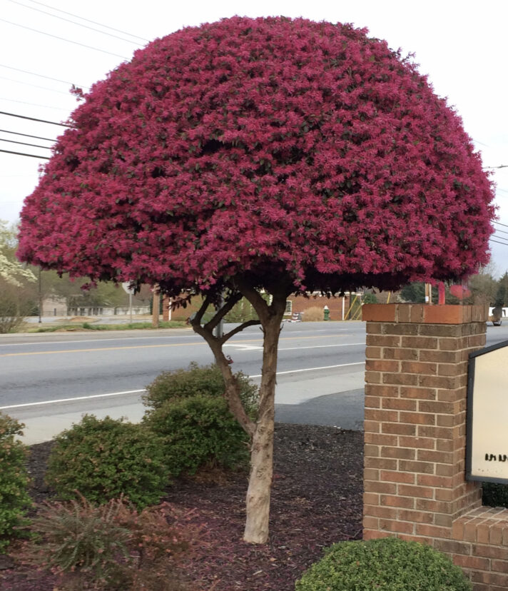 Zhuzhou loropetalum training into a treelike form.