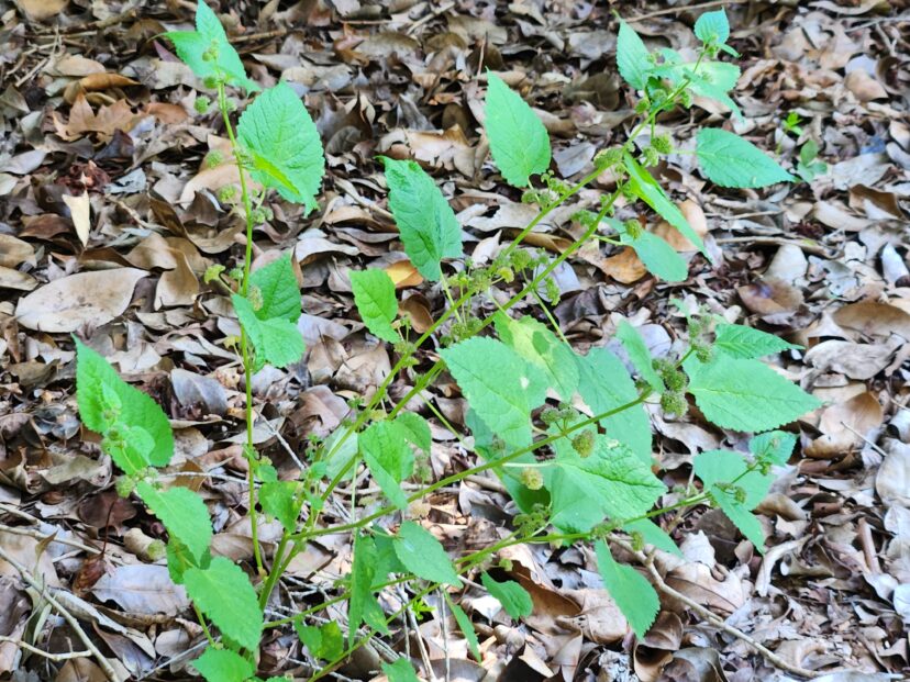 Mulberry weed