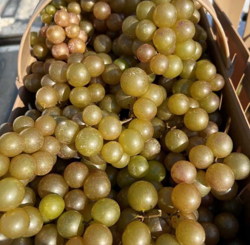 A basket of grapes AI-generated content may be incorrect.
