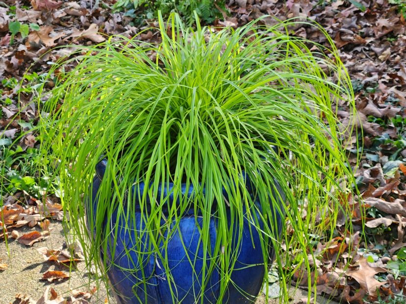 A bright lime green foliage of Evercolor® Everillo