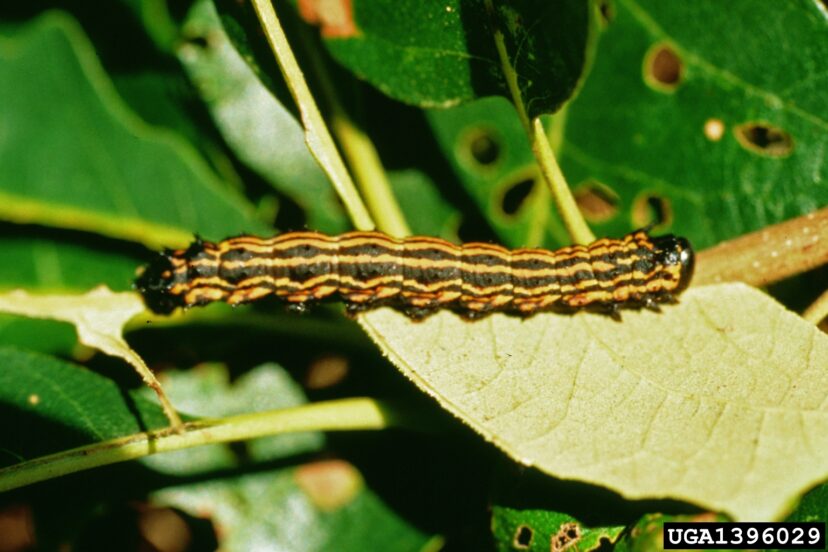 Oakstripped Oakworm (Anisoto senatoria).