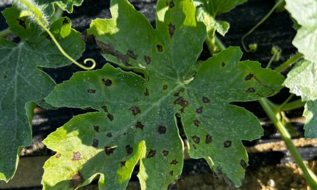 South Carolina Fruit and Vegetable Field Report – September 2, 2025