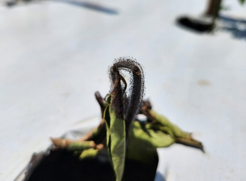 Black spores very visible on stem of young plant. 