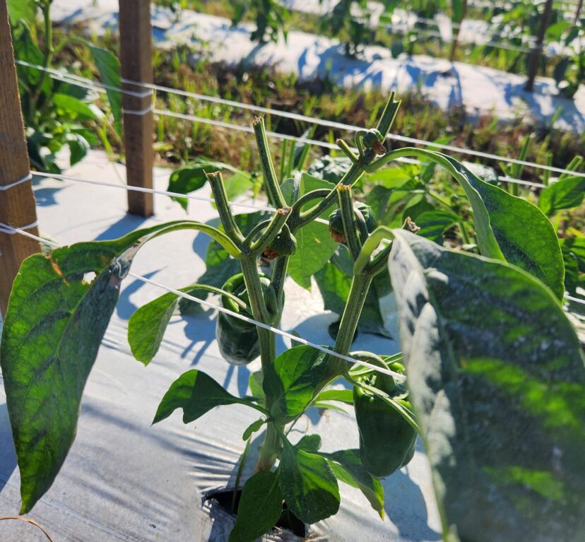 Deer damage on bell peppers.