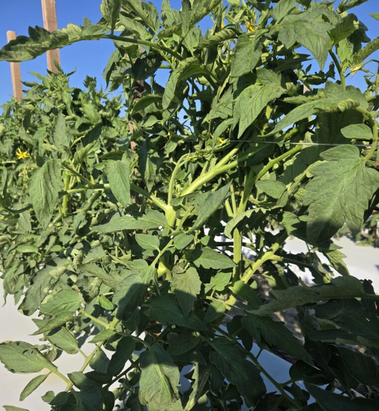 Fall tomatoes developing well in the Midlands.