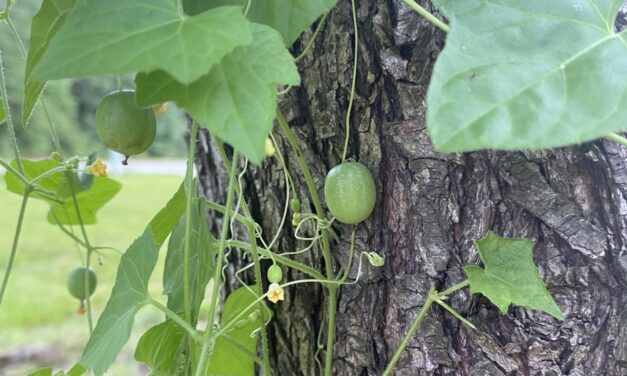 Question of the Week – Creeping Cucumber