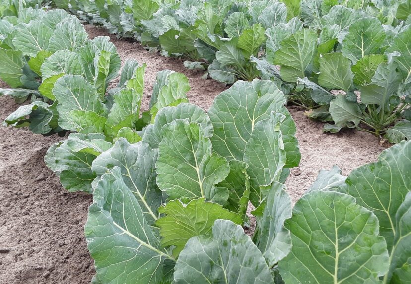 Brassica crops