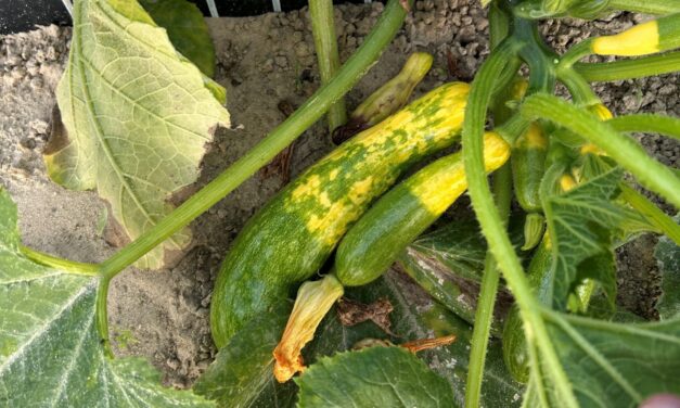 South Carolina Fruit and Vegetable Field Report – September 22, 2025
