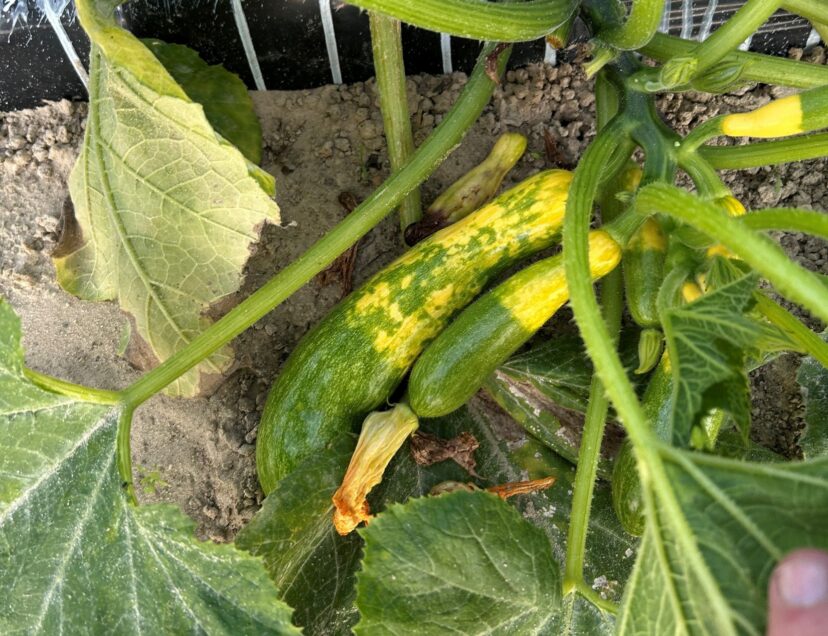 Virus symptoms on developing squash. 