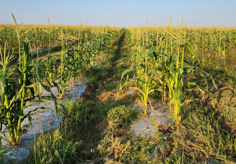 A field of organic sweet corn is growing nicely.