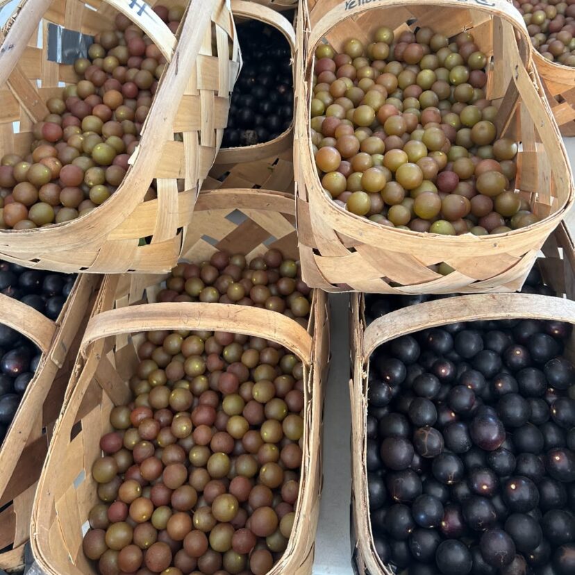 A great season for muscadines this year