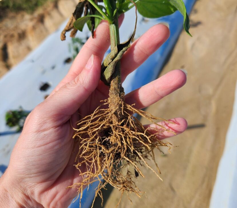 Healthy roots in bell peppers infected with Choanephora, ruling out a root rot issue. 