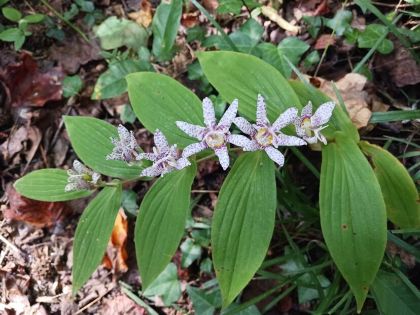 toad lilies