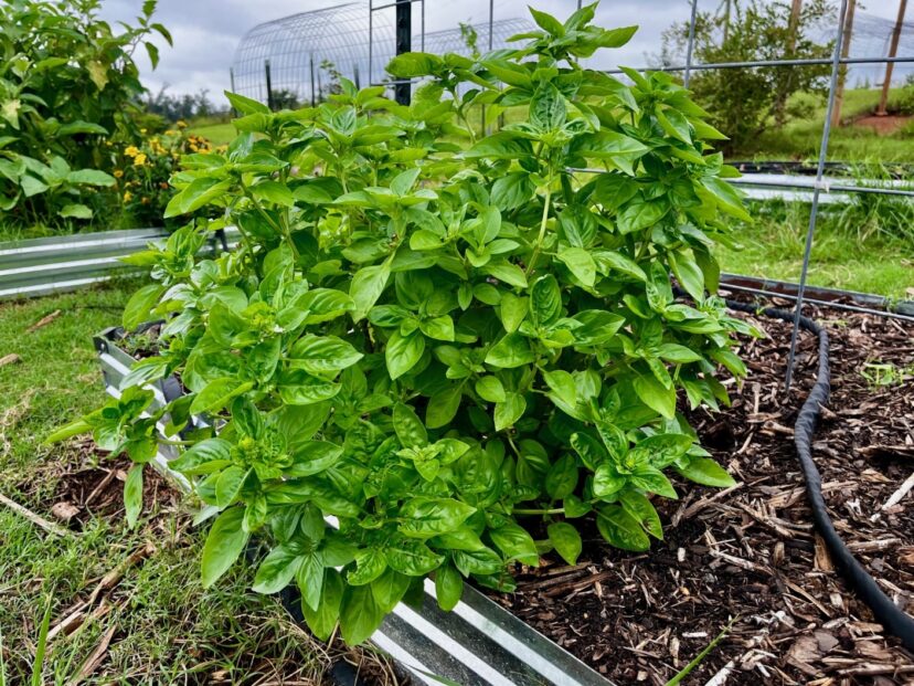 A vibrant and lush basil