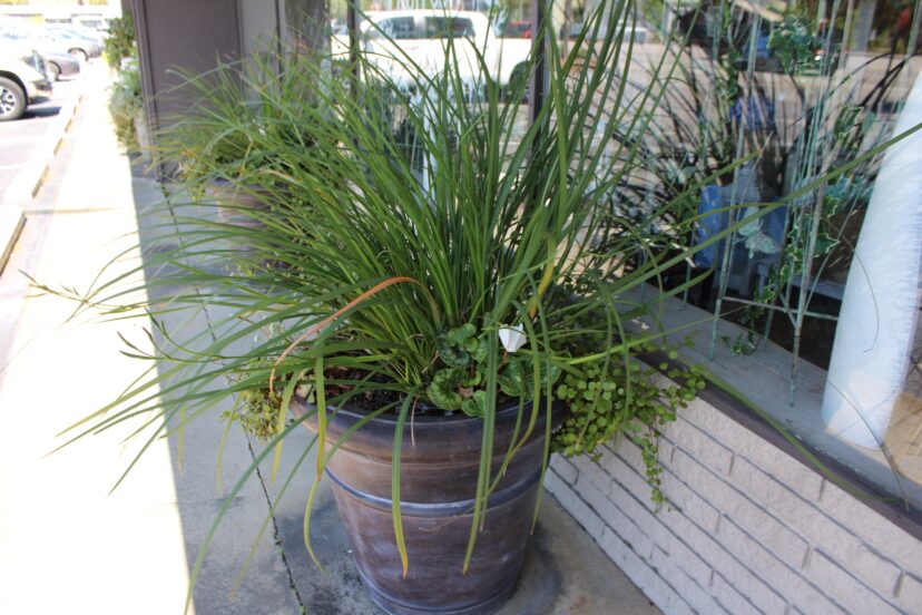 African irises (Dietes sp.) have foliage like an ornamental grass. The plant's height balances a tall pot.