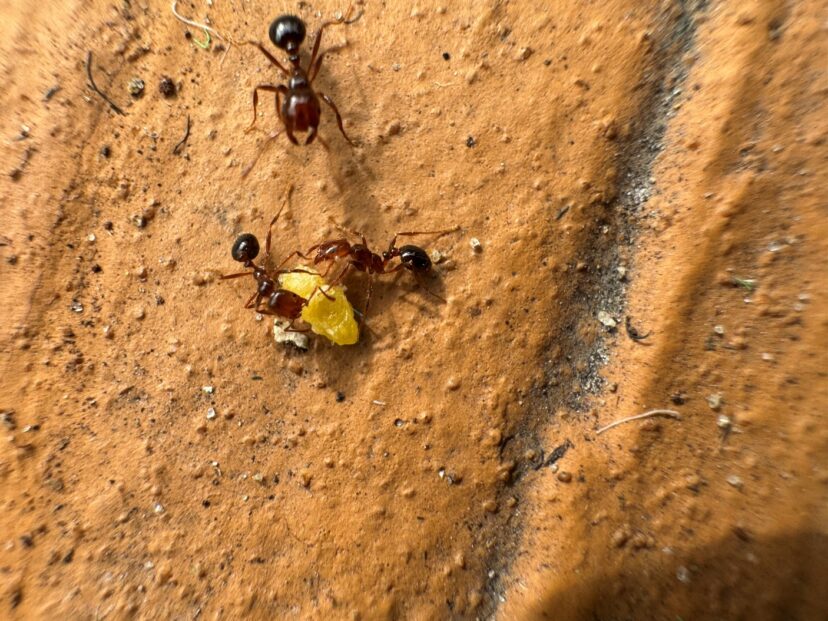 Ants take baits back into the mound.