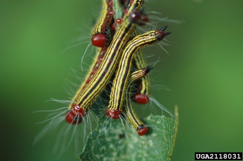 Azalea caterpillar (Danta major).