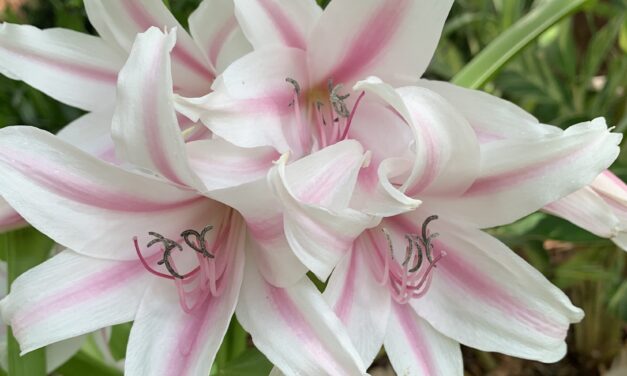 Crinum Lily: Essential Tips for Care and Cultivation