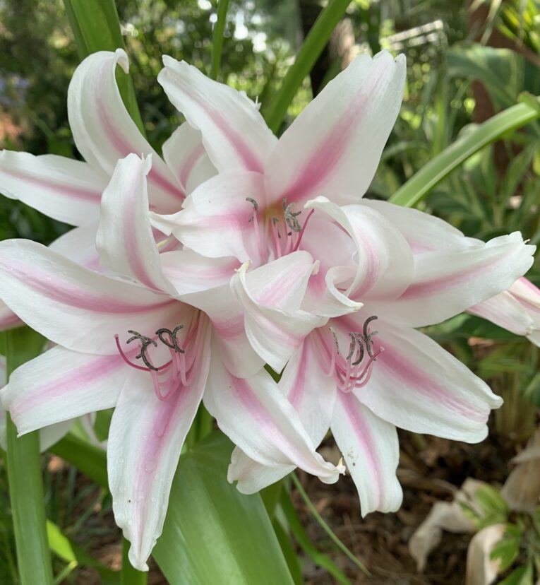 Traditional “milk and wine” striped crinum flowers.