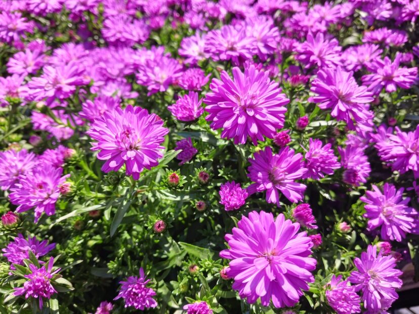 Bright pink asters