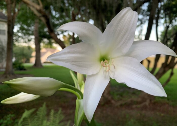 ‘Cecil Houdyshel’ is a cold-tolerant, early blooming pink crinum.