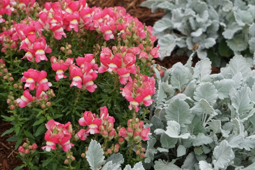 Combination of dwarf bicolor snapdragons (Antirrhinum majus) and silver-gray dusty miller