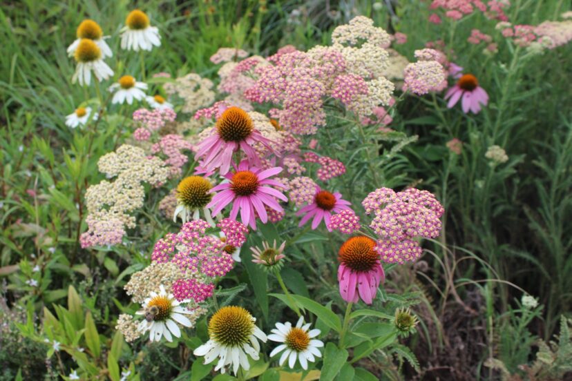 Coneflowers (Echinacea sp.) and yarrow (Achillea sp.) can be divided and transplanted in September.