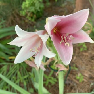 Crinum bulbispermum, also known as Orange River lily.