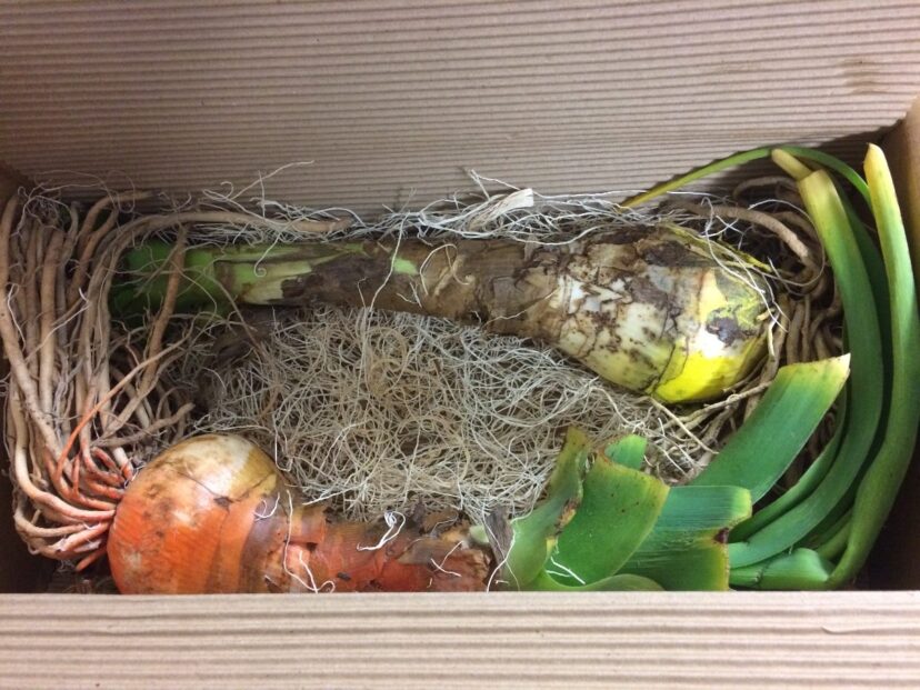 Crinum bulbs with trimmed leaves packaged for shipment.