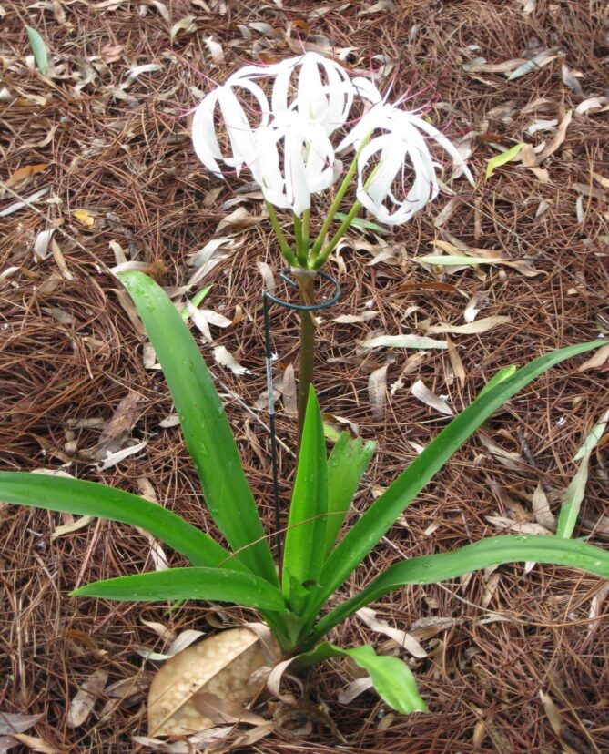 Crinum flower stalks should be staked.