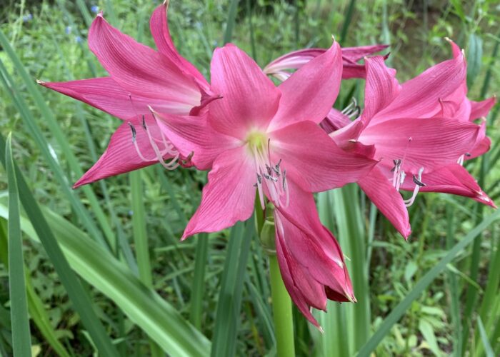 ‘Ellen Bosanquet’ crinum with magenta flowers.