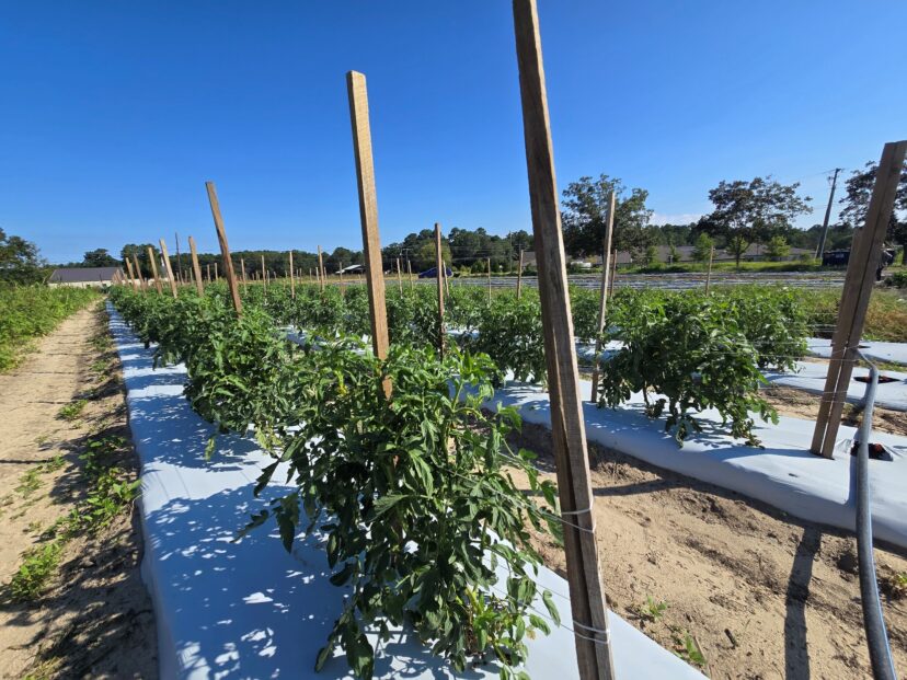 Fall tomatoes at Jebali Farms.