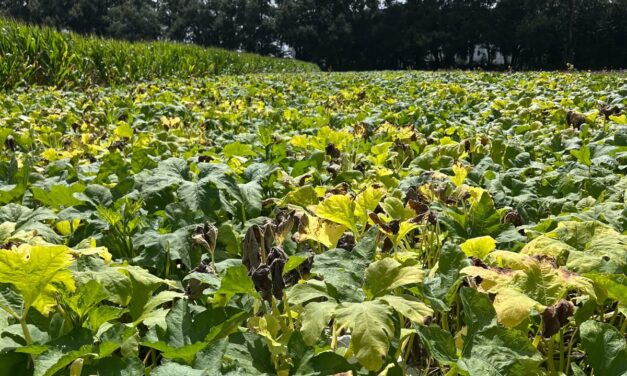 South Carolina Fruit and Vegetable Field Report for September 15, 2025